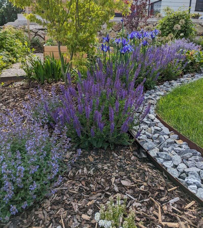 Lovely Lavender Boundaries
