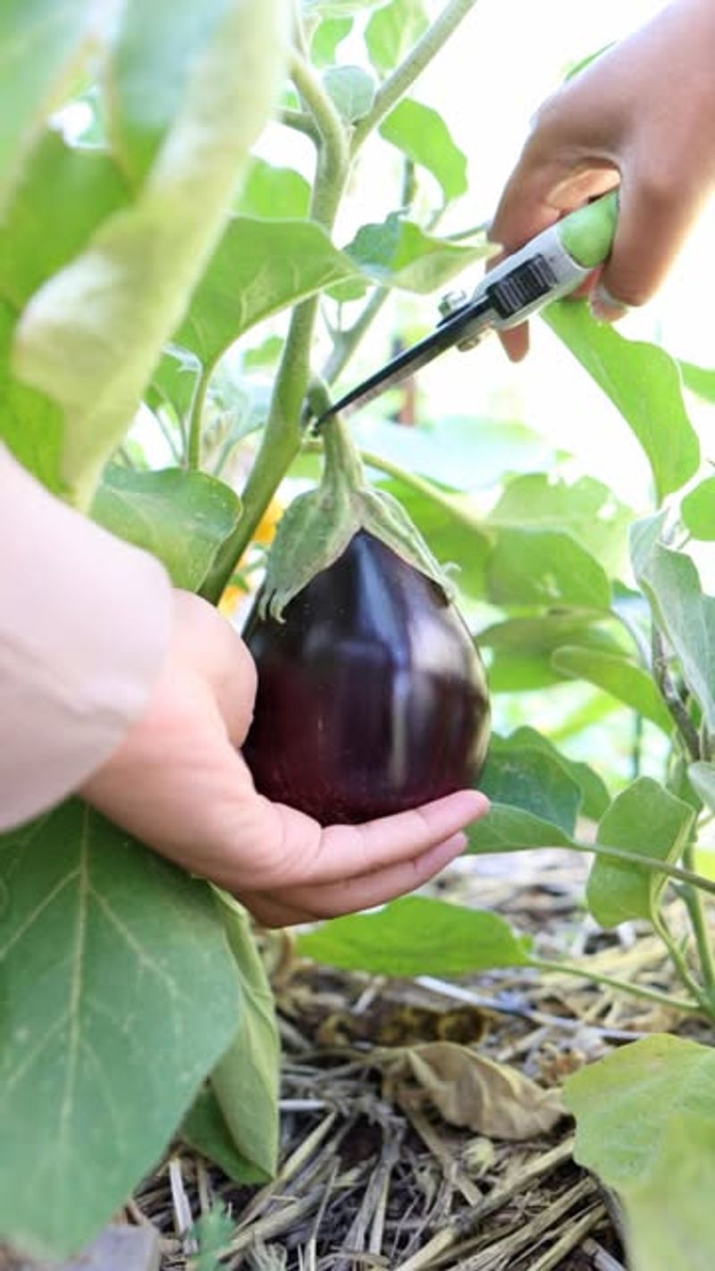 Tender Eggplant