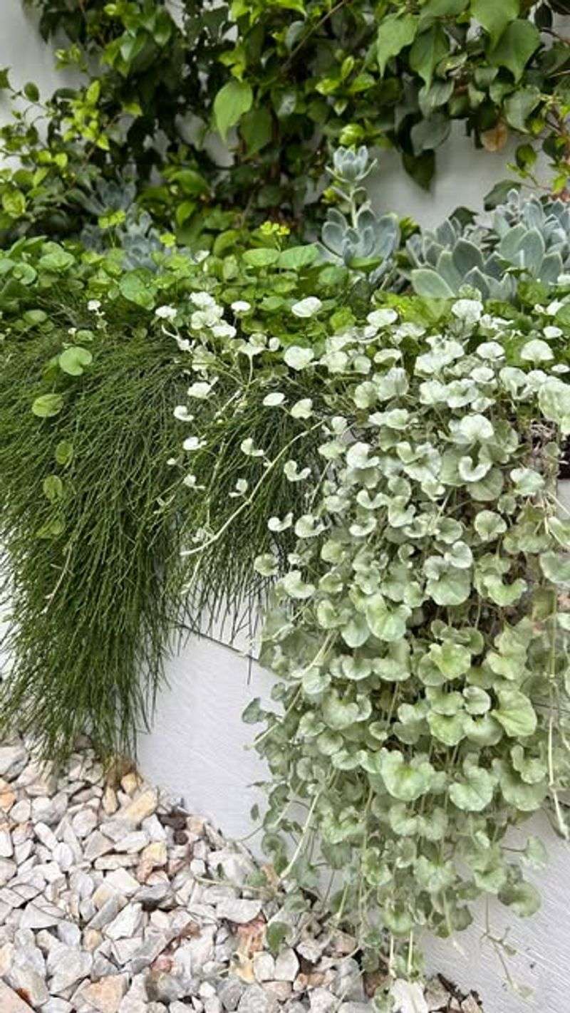 Textural Silver Falls Dichondra