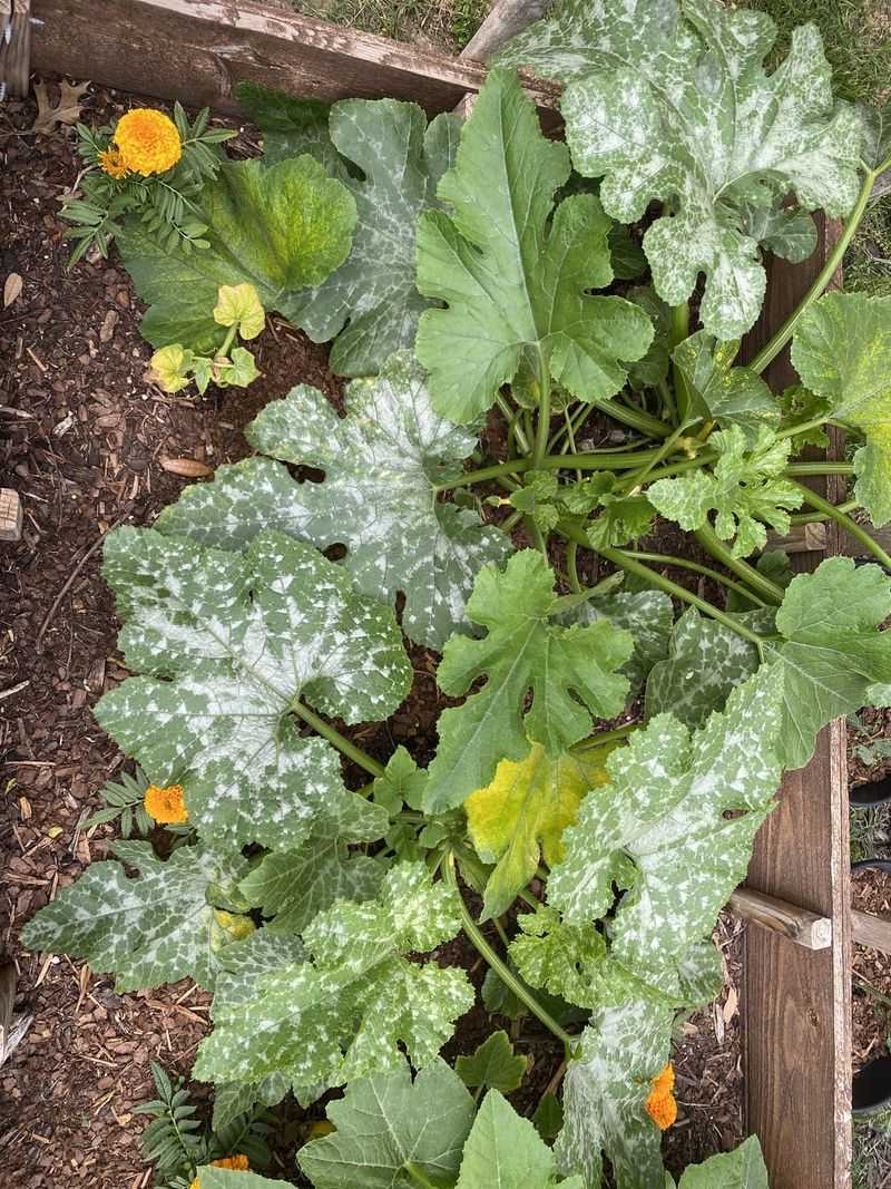 Powdery Mildew Infection