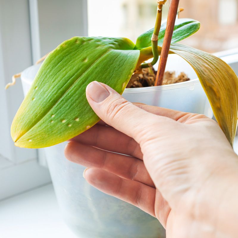 Nutrient Deficiency