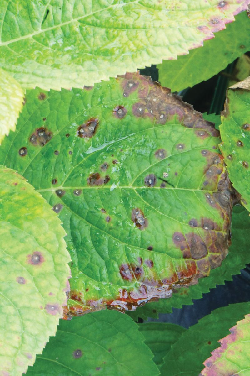 Bacterial Leaf Spot