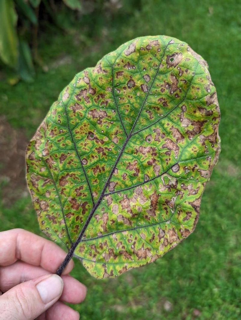 Phytoplasma Diseases