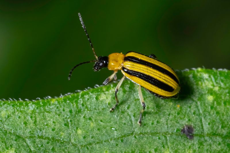 Cucumber Beetles: Striped Disease Carriers