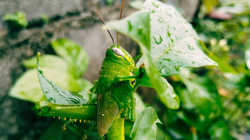Grasshoppers: The Voracious Visitors