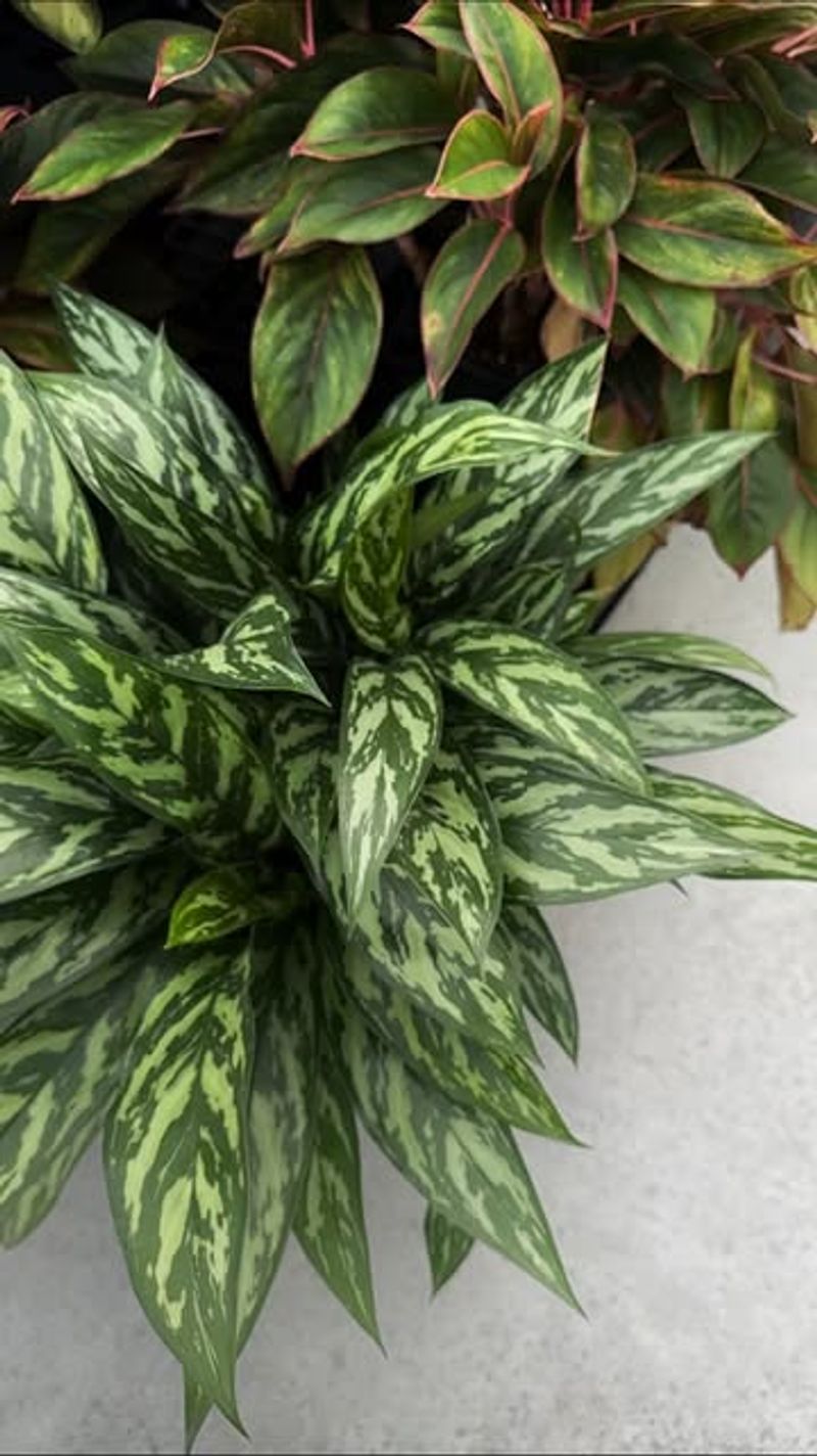 Chinese Evergreen