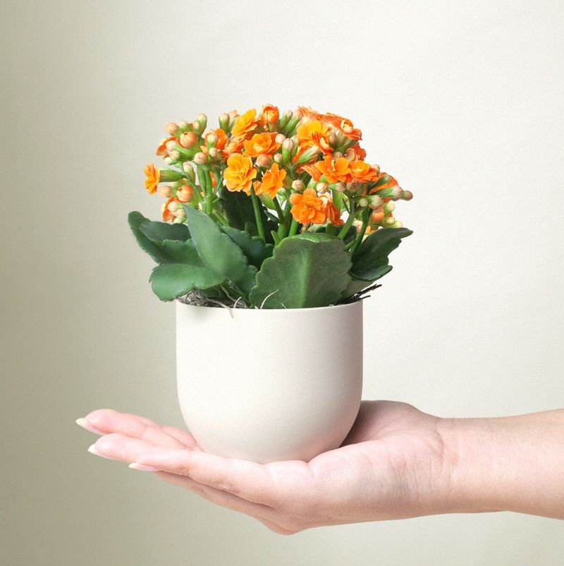 Kalanchoe