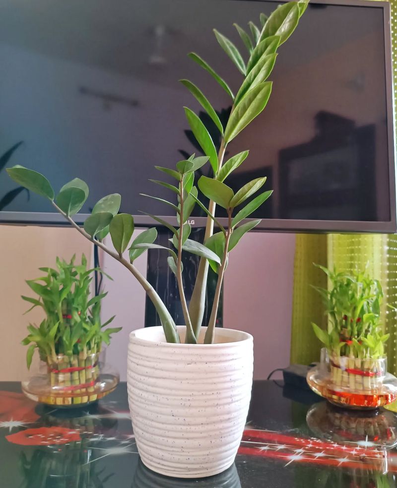 ZZ Plant