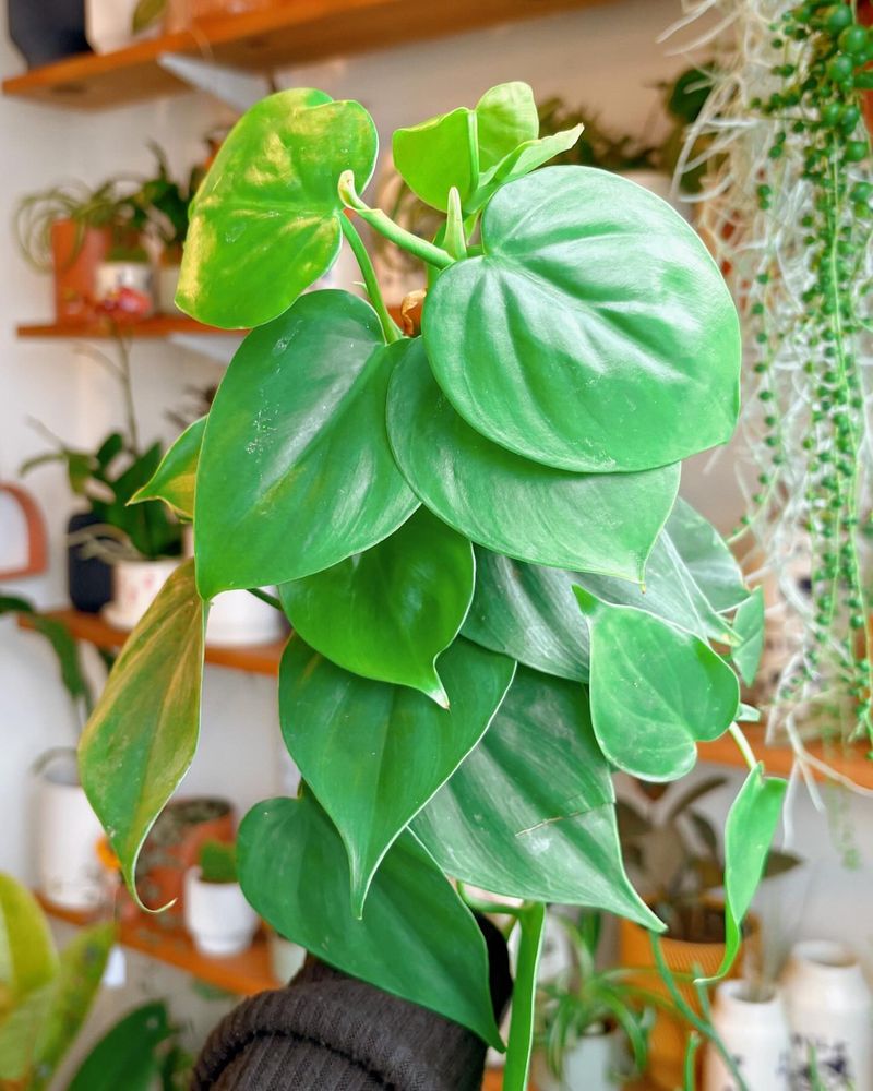 Philodendron