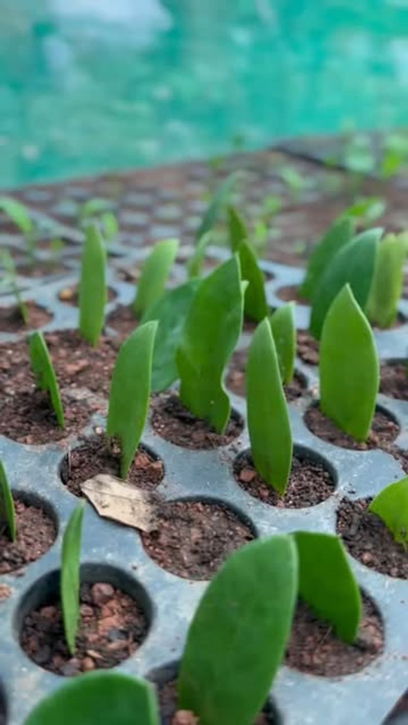 Succulent Leaf Propagation: Patience Rewarded