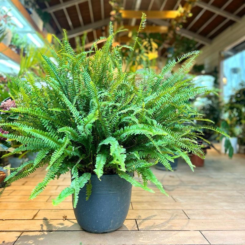 Boston Fern (Nephrolepis exaltata)