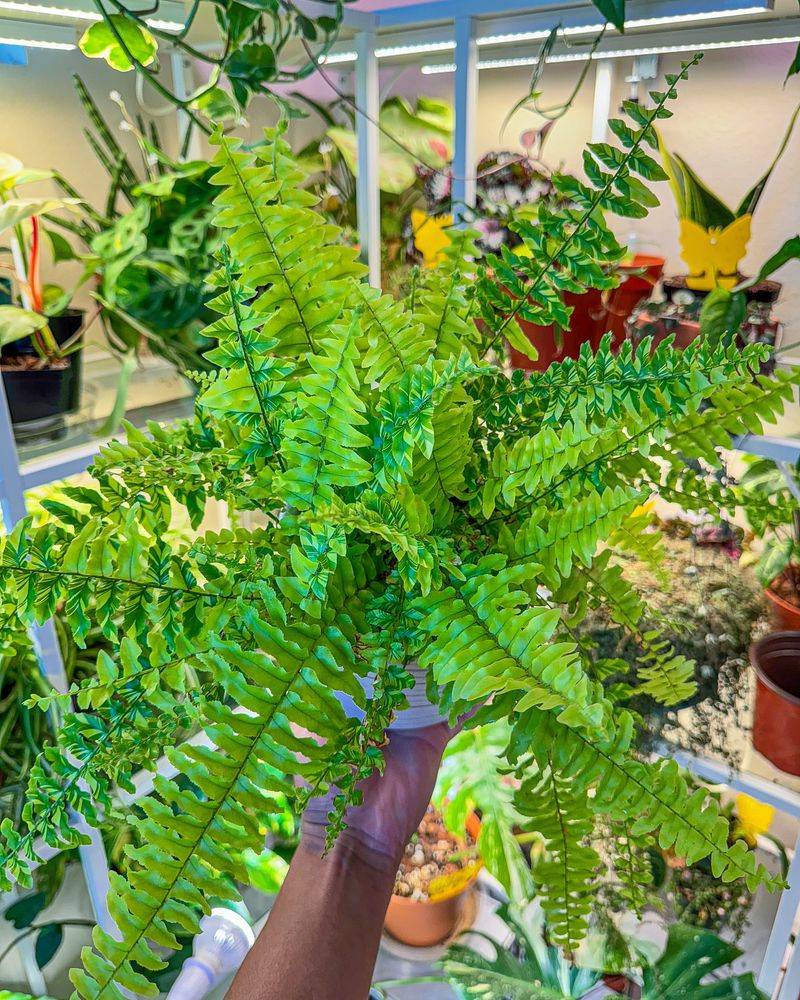 Boston Fern Frustration