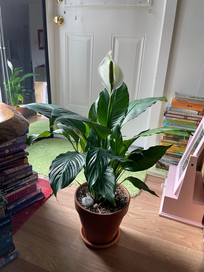 Peace Lily: Dramatic Flair on a Budget