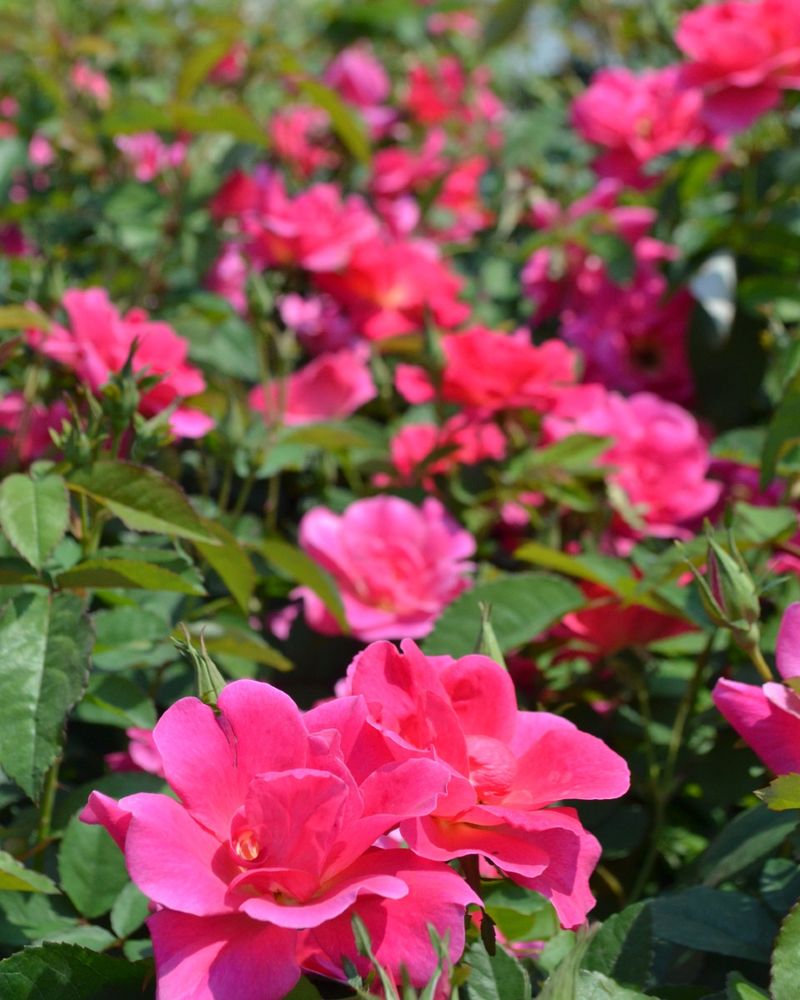 Roses – Classic Beauty Without Danger