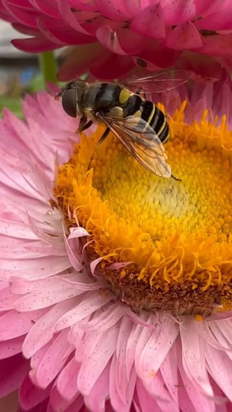 Hoverflies