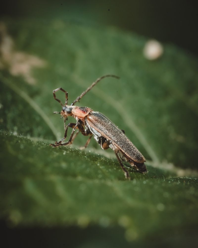 Soldier Beetles