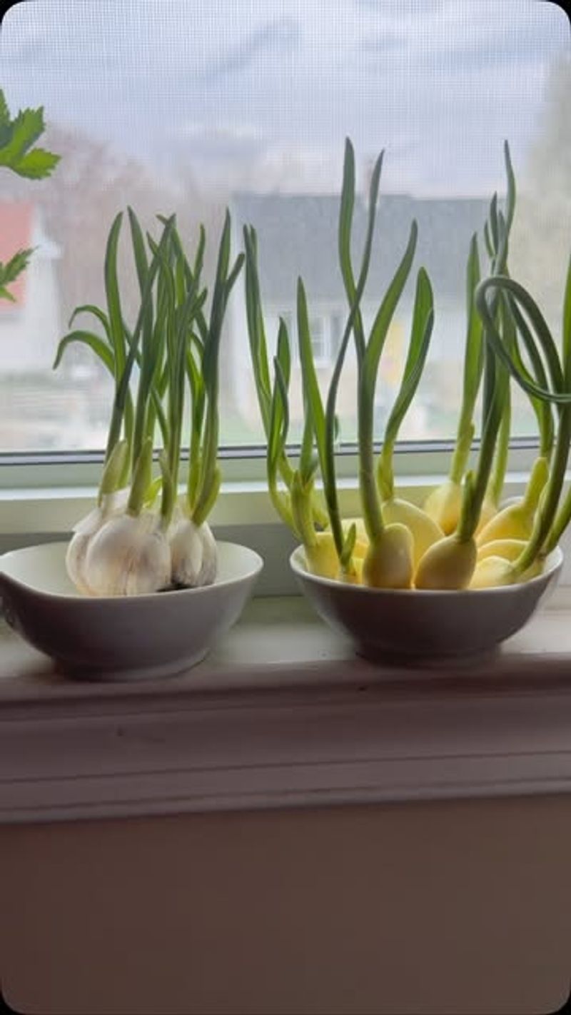 Garlic Greens