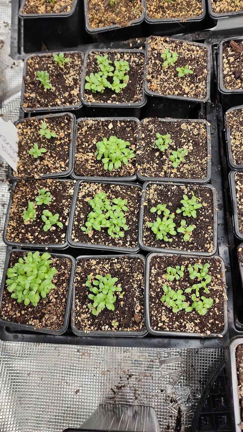Lettuce
