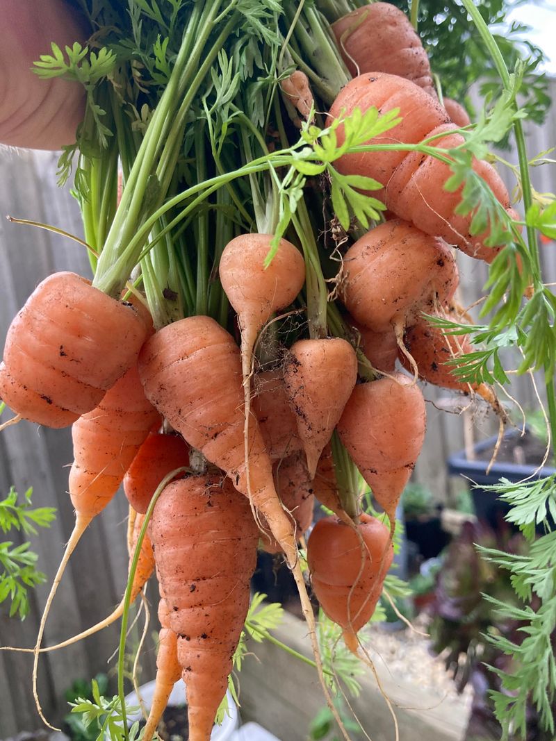 Carrots