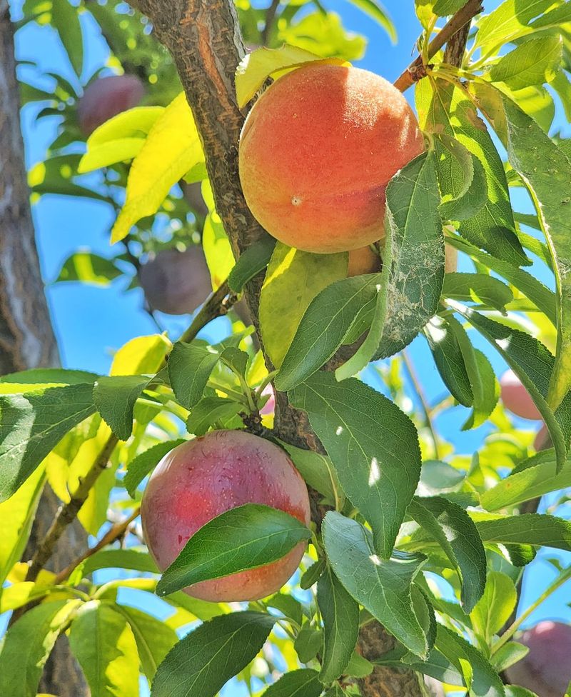 Peaches