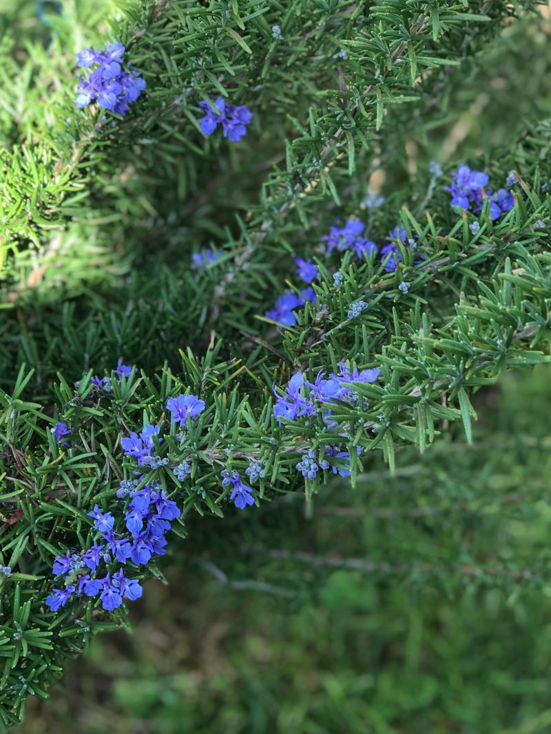 Rosemary