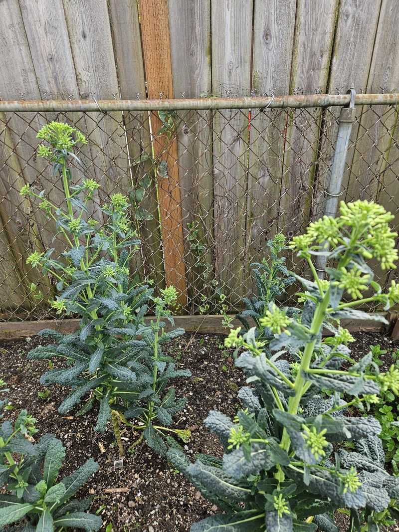 Kale