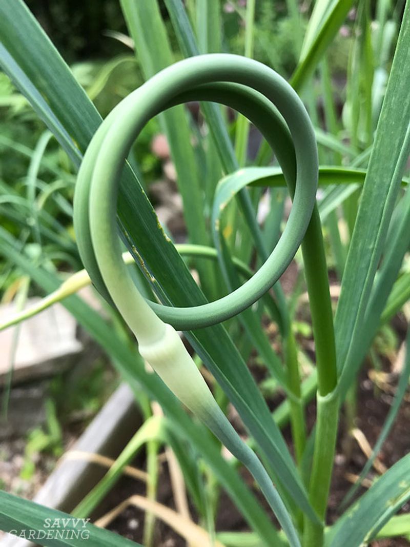 Garlic
