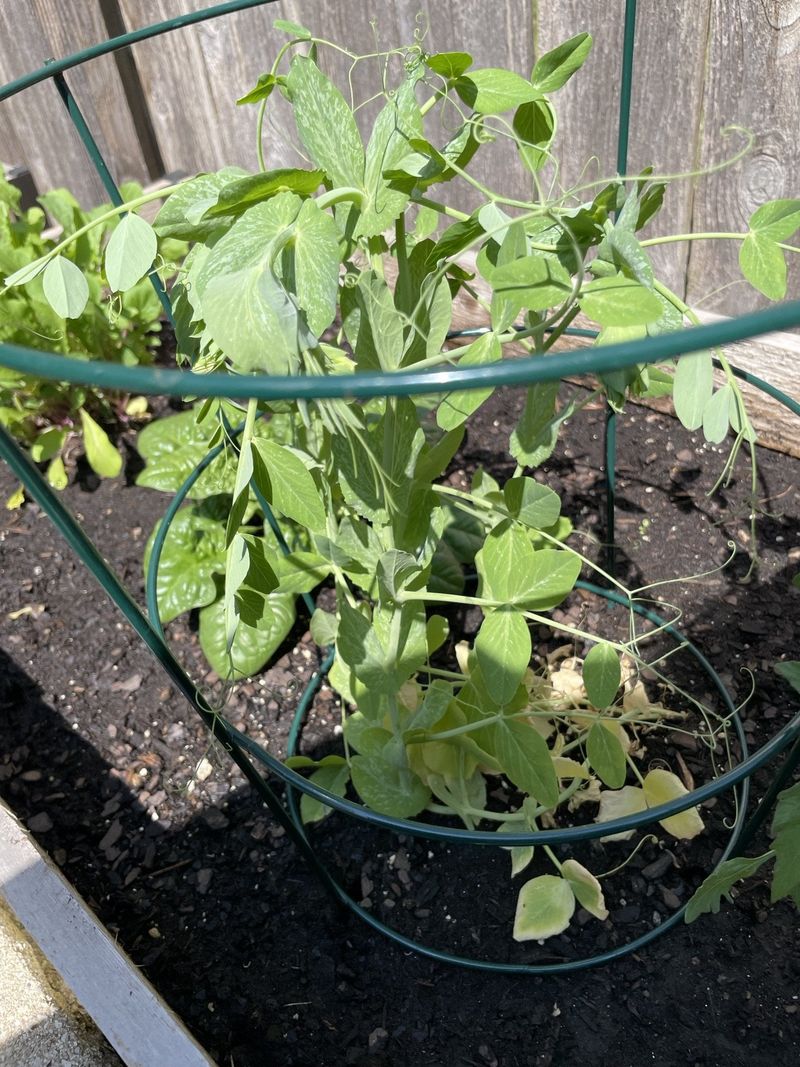 Peas Wither When Temperatures Rise
