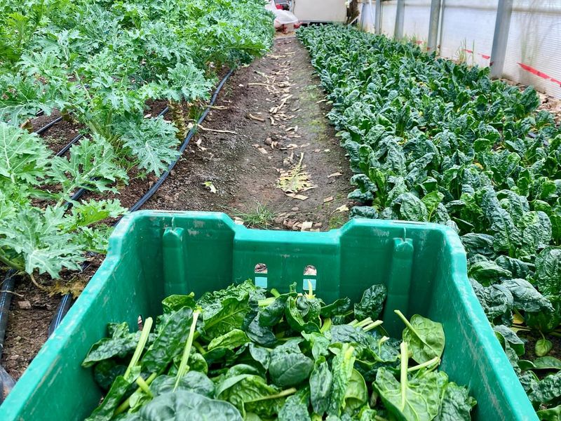 Arugula: Spicy Greens in Just 4 Weeks