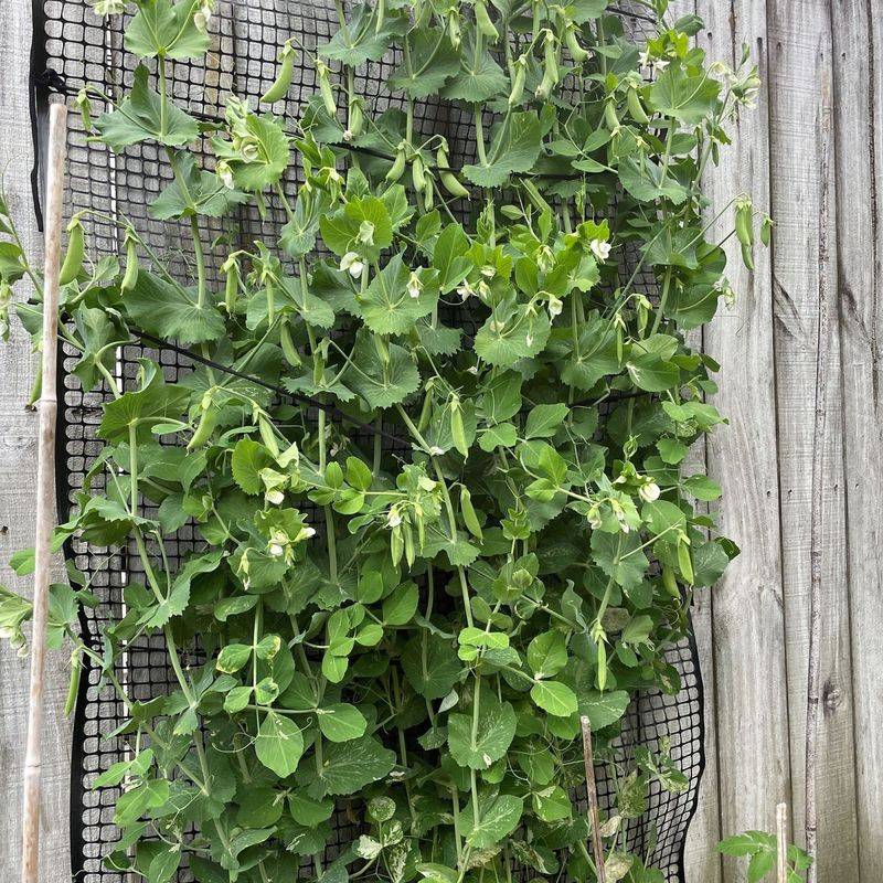 Peas and Mint Cooling Combination