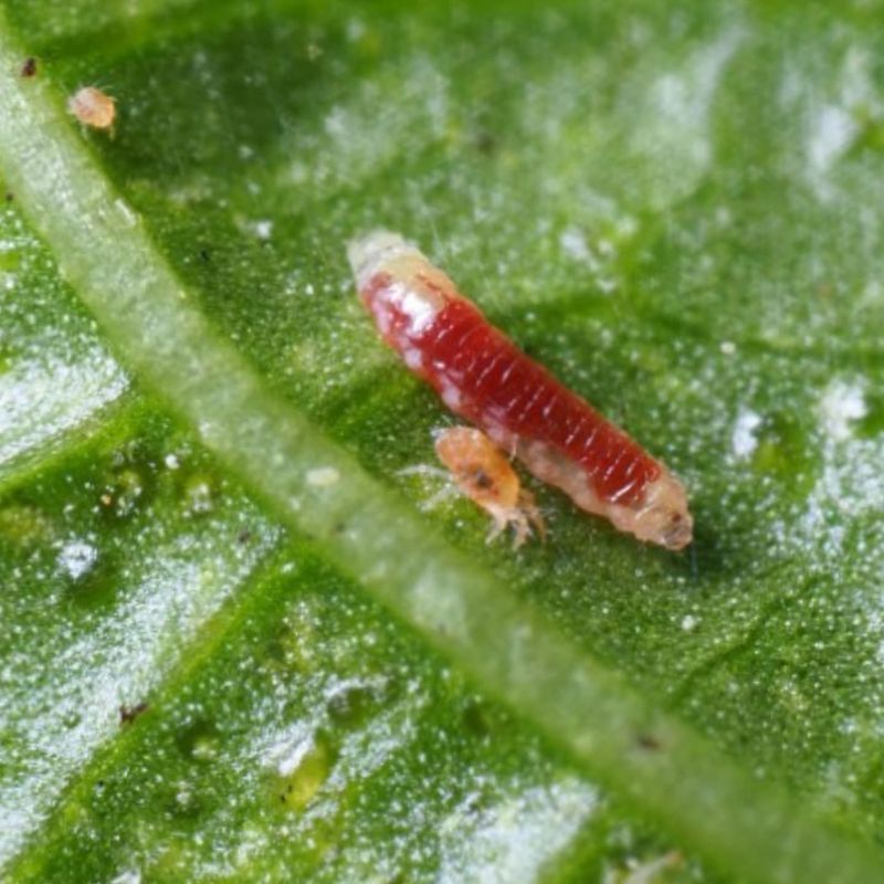 Predatory Midges