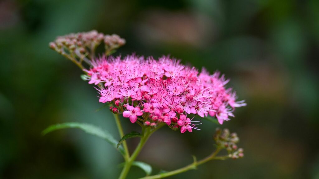 Spirea