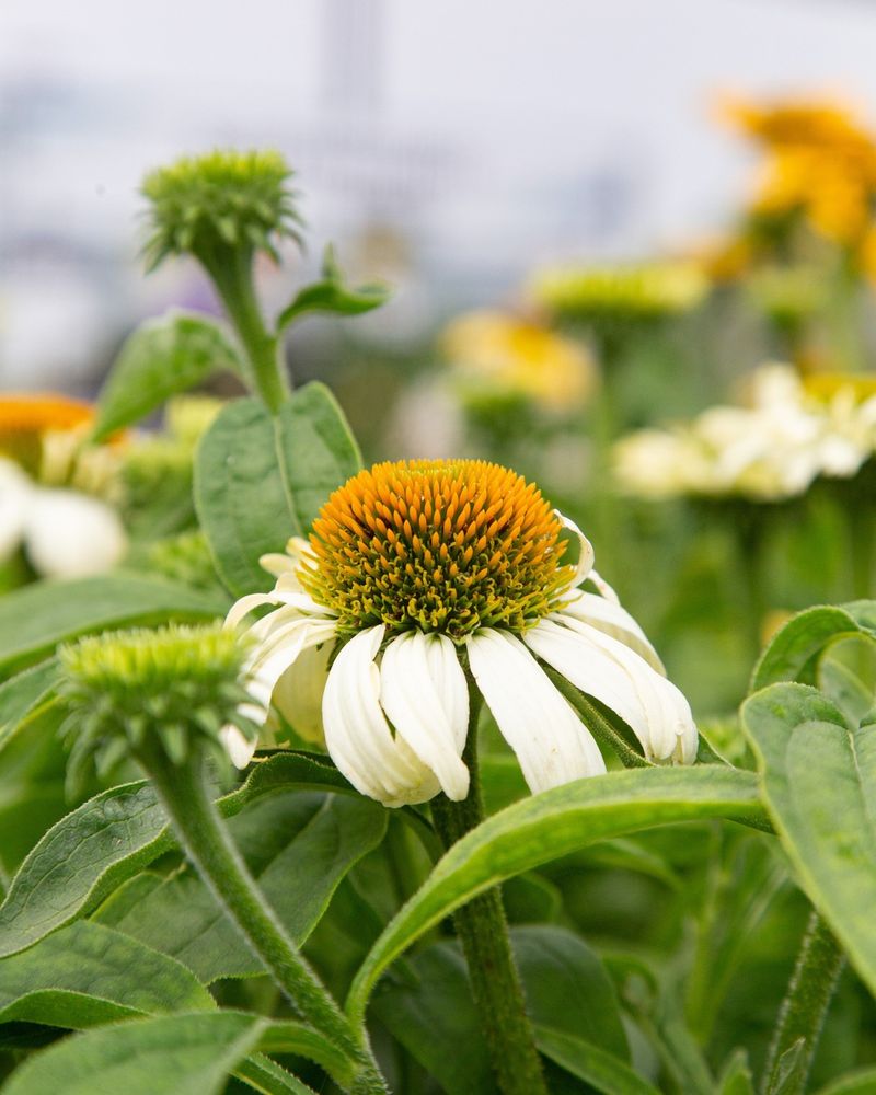 Coneflowers Benefit From Deadheading