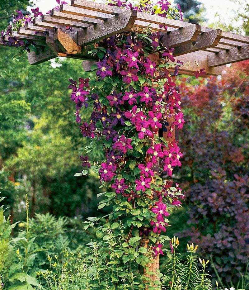 Clematis Vines - Group 2 Needs Attention