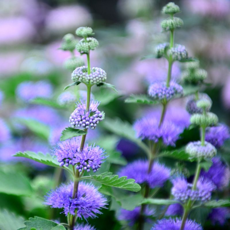 Caryopteris