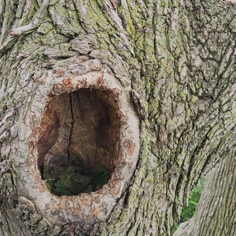 Hollowed Trunk Cavities