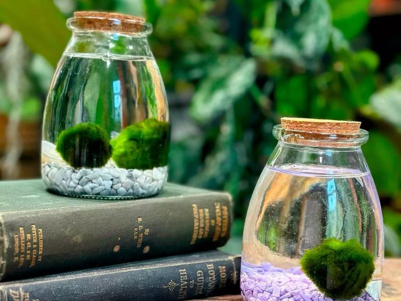 Marbles And Moss Mix