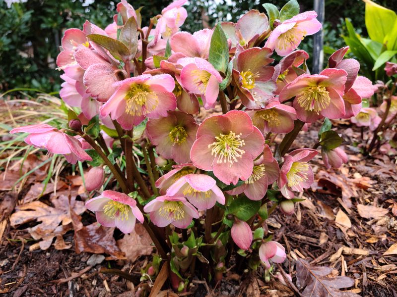 Lenten Rose (Helleborus orientalis)