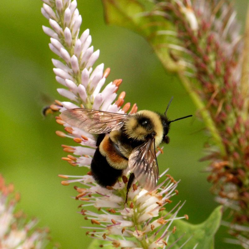 Bumblebees