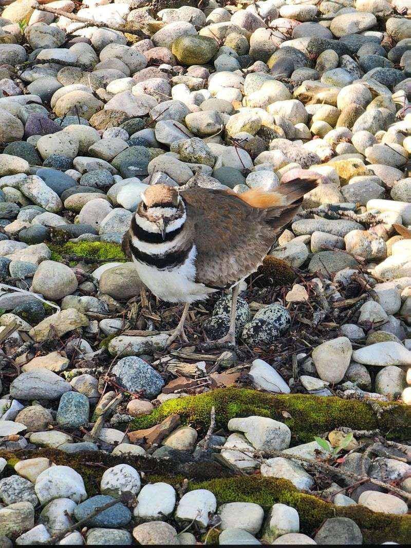 Killdeer Nests