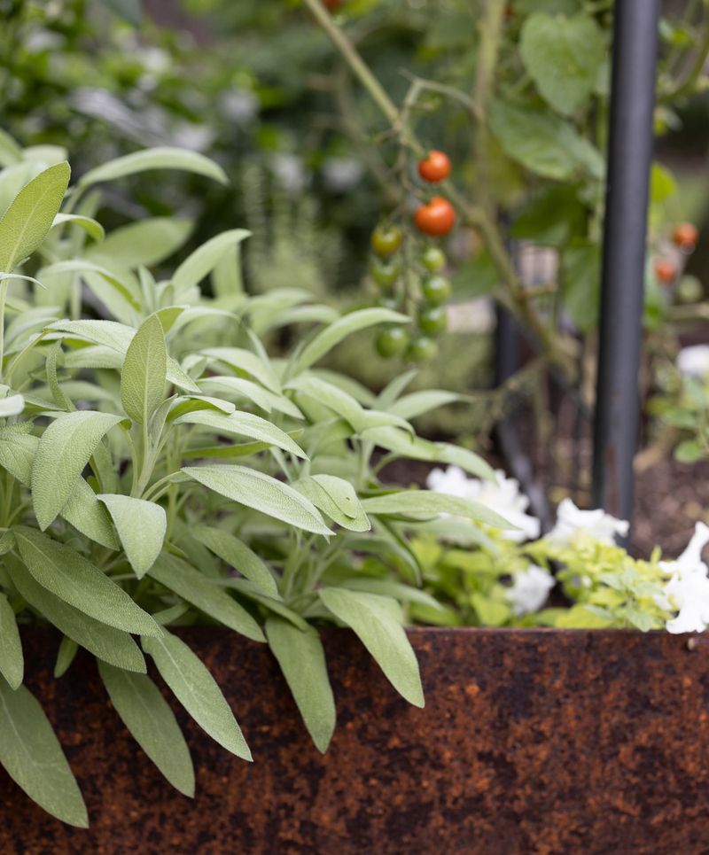 Grow Fly-Repelling Herb Gardens