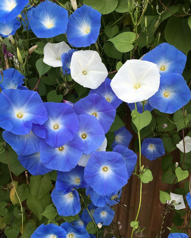 Prolific Morning Glories