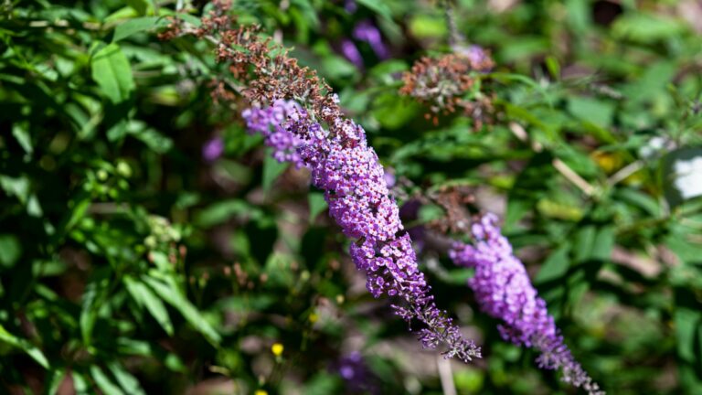 butterfly bush
