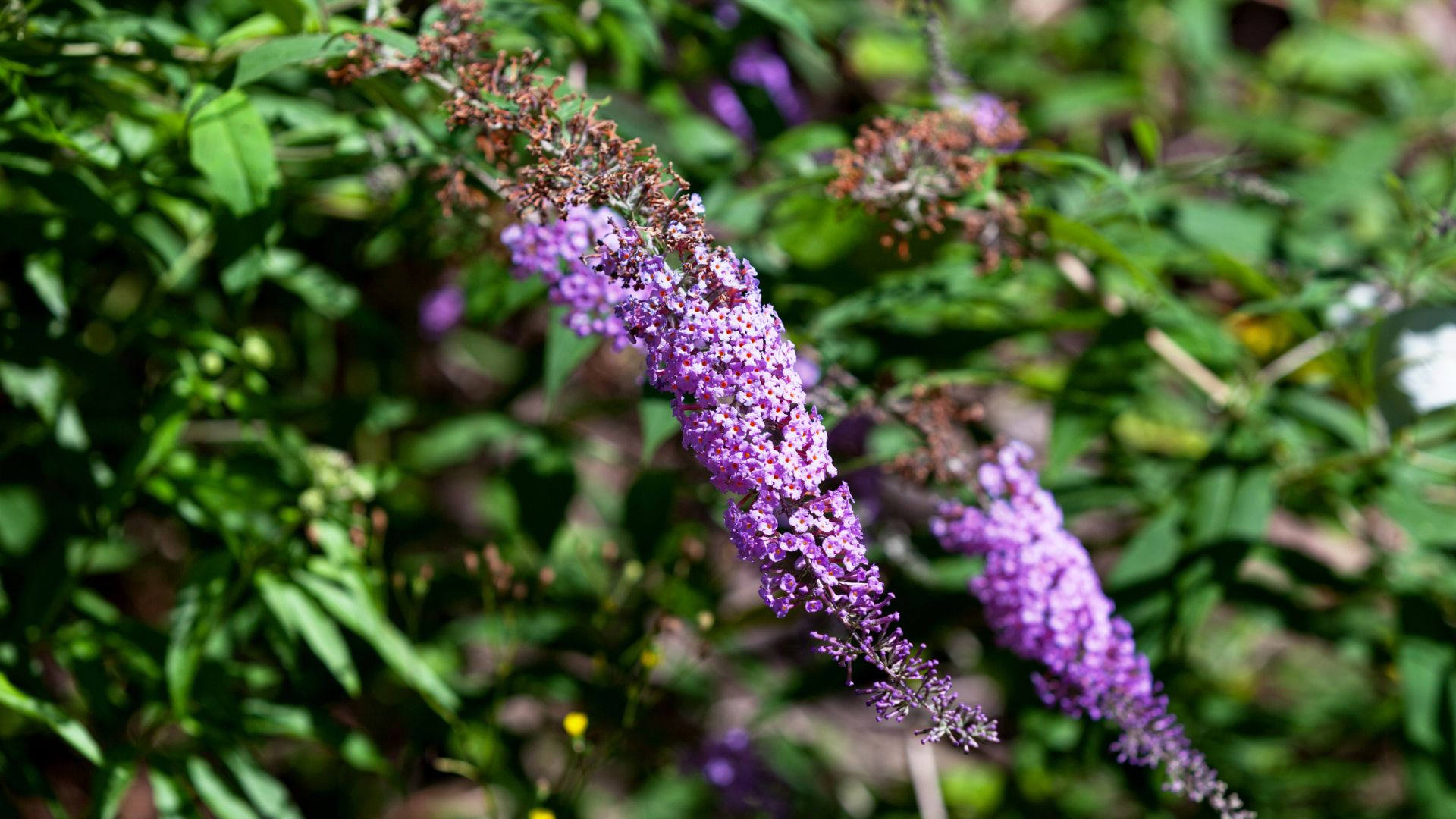 Spreading Shrubs That Can Quickly Take Over Oregon Yards If You’re Not Careful