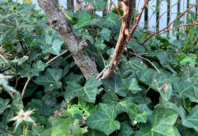English Ivy (Hedera helix)