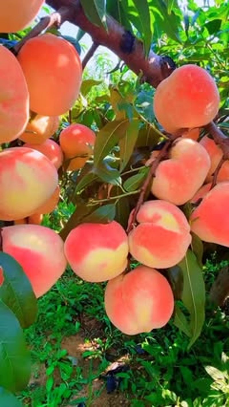 Peach Trees