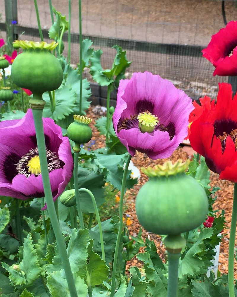 Poppies