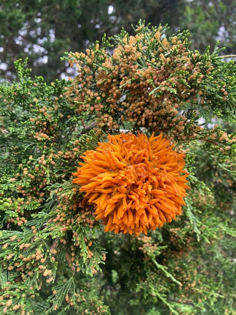 Alternate Host Plants