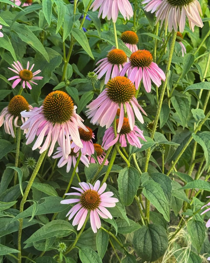 Native Plants Prefer Lean Soil