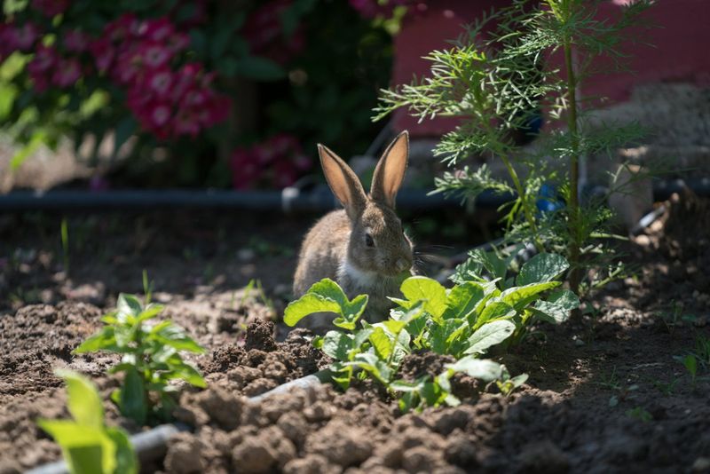 Plant Strong-Smelling Herbs As Barriers